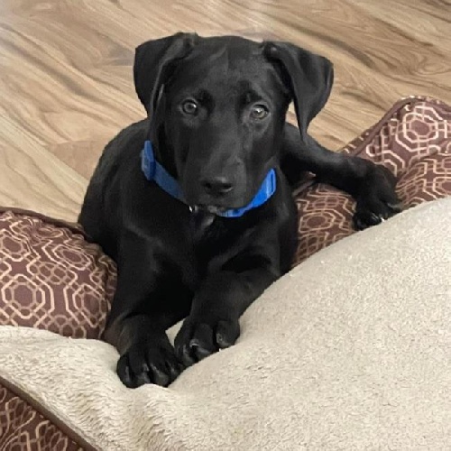 Sunshine Pup - Sleet - Adopted!