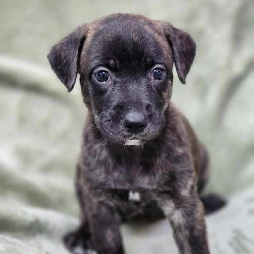 Nana Pup - Bibi