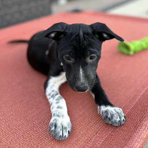Coronado Pup - Glorietta