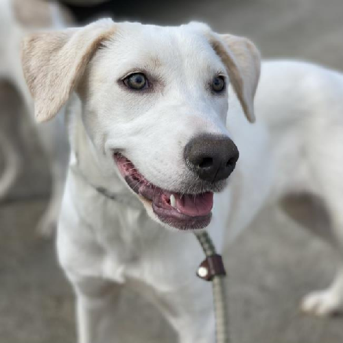 Jenna - Adopted!