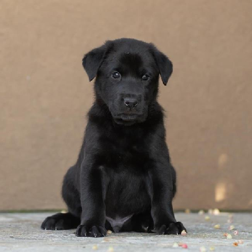 Pageant Pup - Scepter