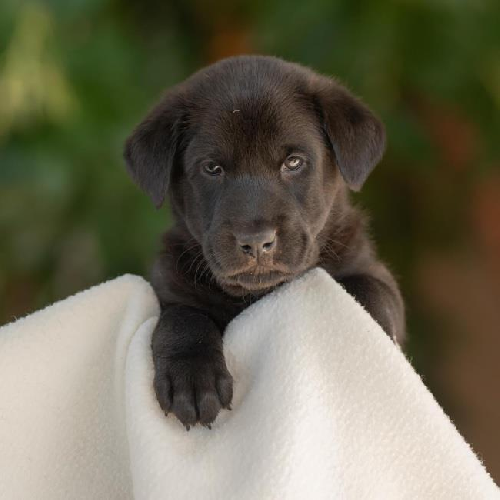 Pageant Pup - Scepter