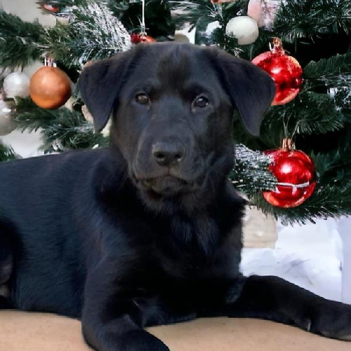 Pageant Pup - Scepter