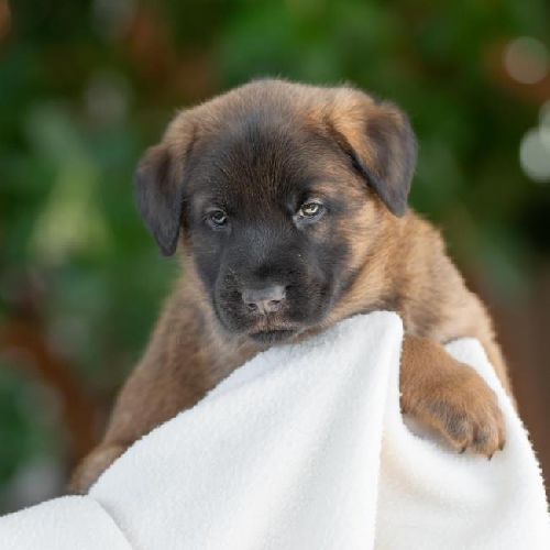 Pageant Pup - Coronation - Adopted!