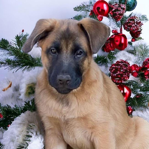 Pageant Pup - Coronation - Adopted!
