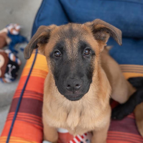 Pageant Pup - Coronation - Adopted!