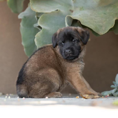 Pageant Pup - Coronation - Adopted!