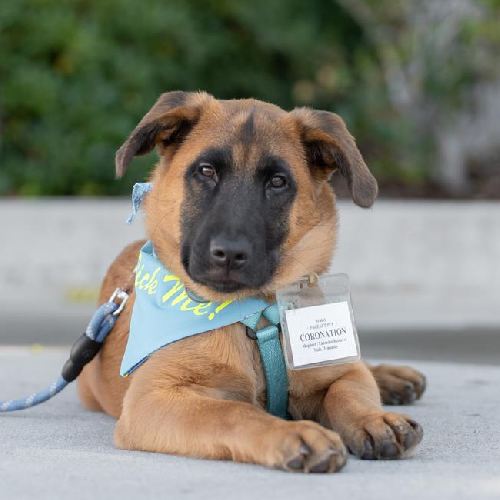 Pageant Pup - Coronation - Adopted!