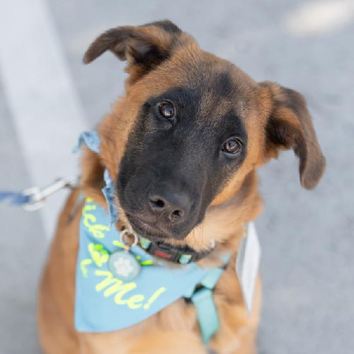 Pageant Pup - Coronation - Adopted!