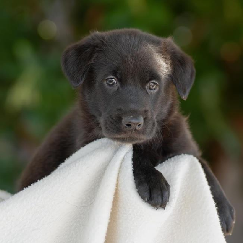 Pageant Pup - Sash