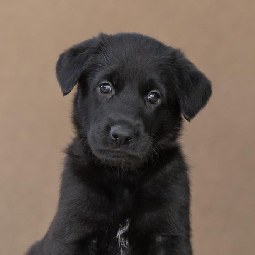 Pageant Pup - Sash