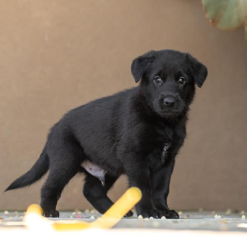 Pageant Pup - Sash