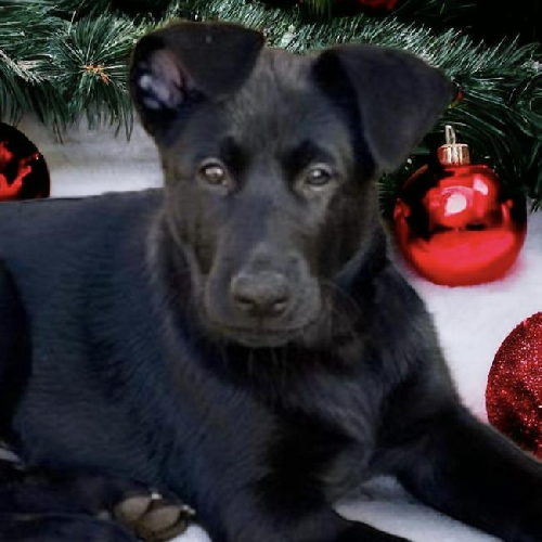 Pageant Pup - Sash