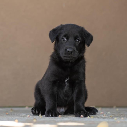 Pageant Pup - Sash