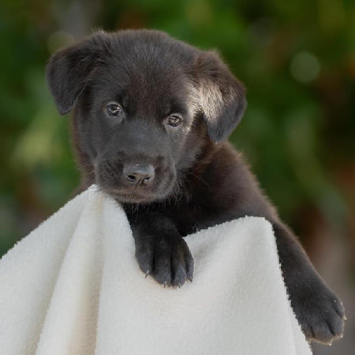 Pageant Pup - Sash