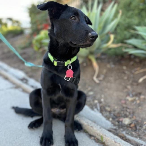 Pageant Pup - Sash