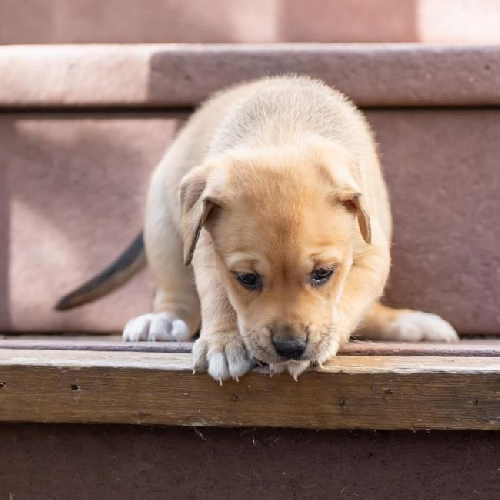 Malta Pup - Kinnie