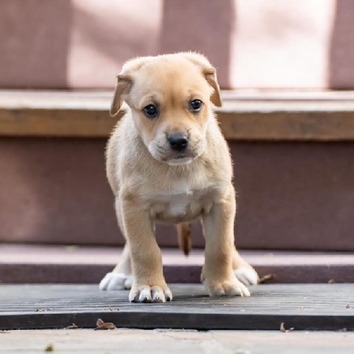 Malta Pup - Kinnie