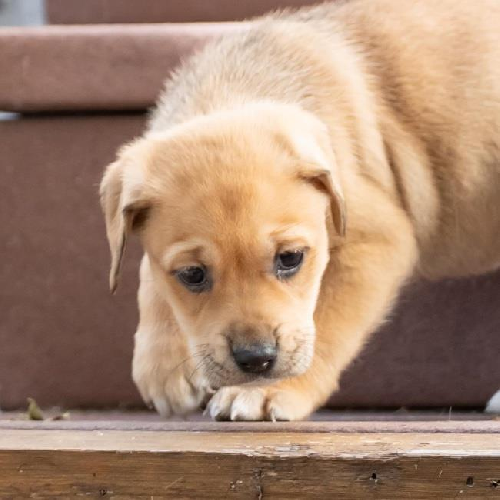 Malta Pup - Kinnie