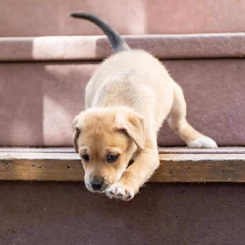 Malta Pup - Kinnie