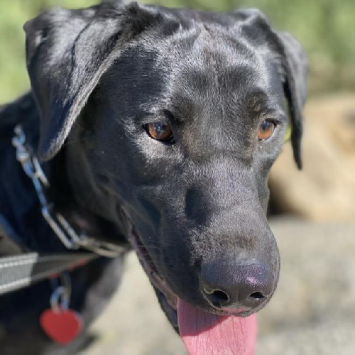 Ladee - Adopted!