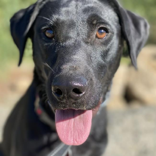 Ladee - Adopted!
