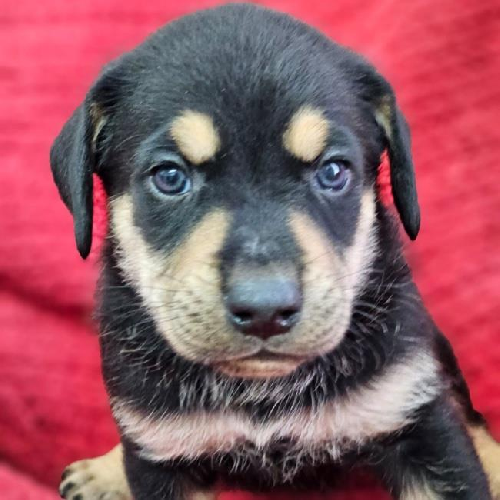 Nami Pup - Nojiko 