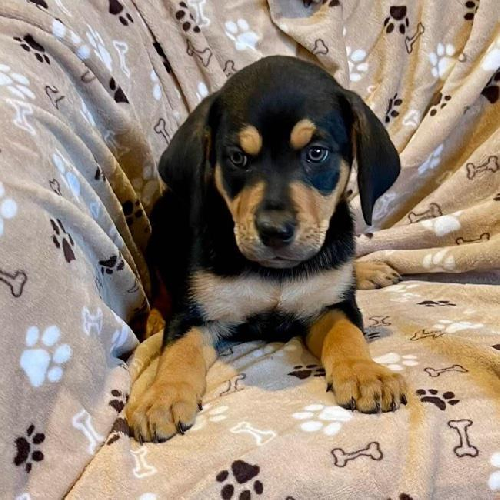 Nami Pup - Nojiko 