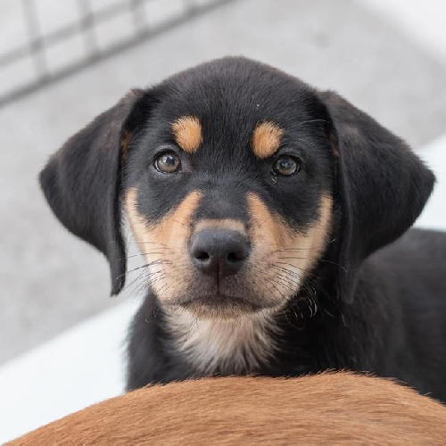 Nami Pup - Nojiko 
