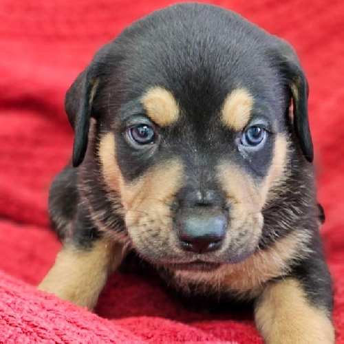 Nami Pup - Shaka - Adopted!