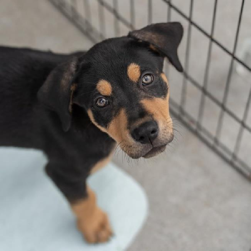 Nami Pup - Shaka - Adopted!