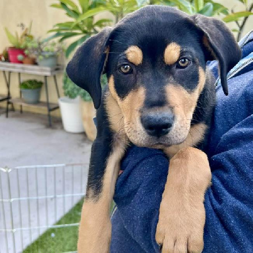 Nami Pup - Shaka - Adopted!