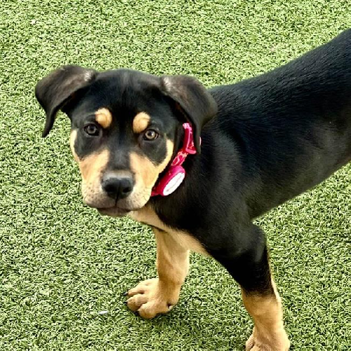Nami Pup - Shaka - Adopted!