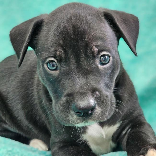 Brady Pup - Mike 