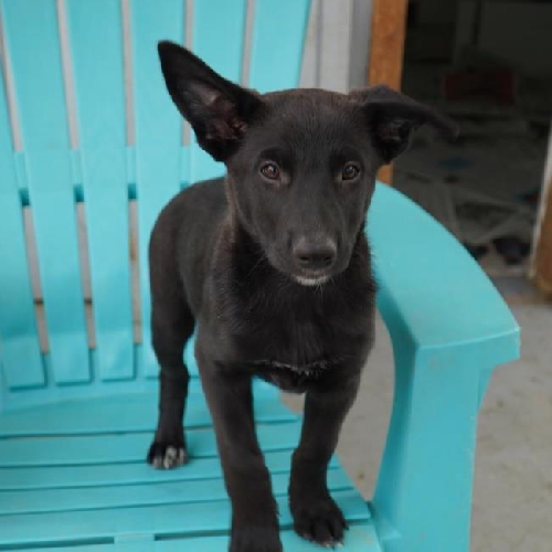 Lady Gaga Pup - Joanne