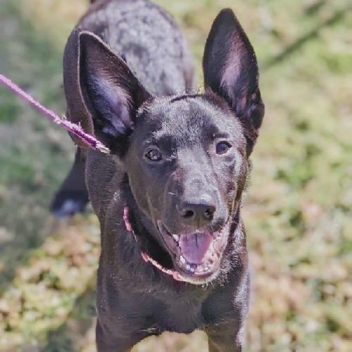 Lady Gaga Pup - Joanne