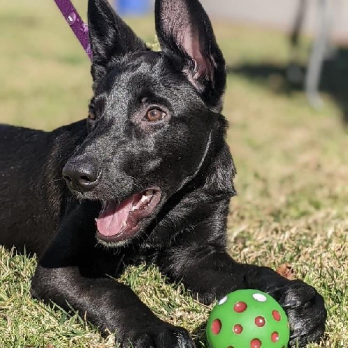 Lady Gaga Pup - Joanne