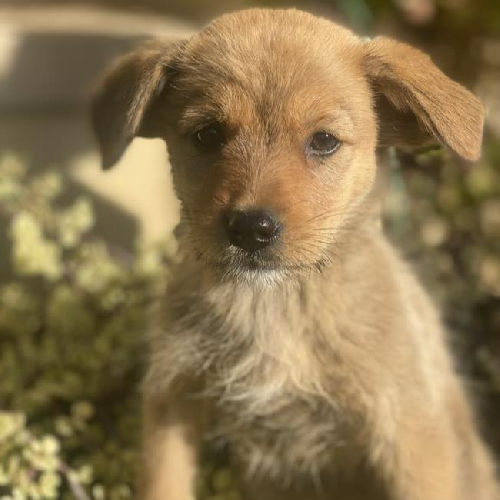 Auto Pup - Tesla