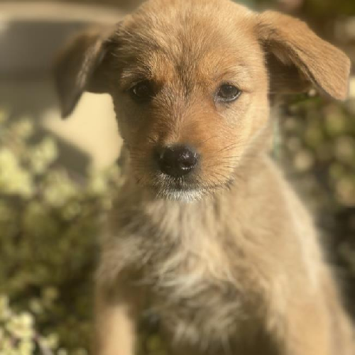 Auto Pup - Tesla