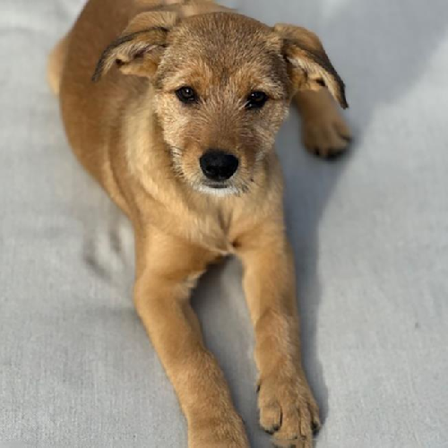 Auto Pup - Tesla