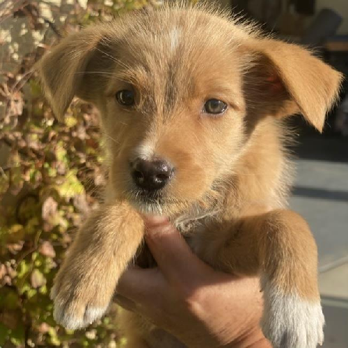 Auto Pup - Mazda - Adopted!