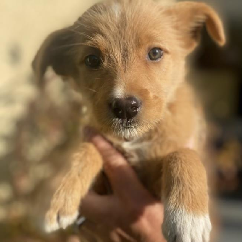 Auto Pup - Mazda - Adopted!