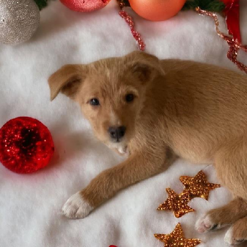 Auto Pup - Mazda - Adopted!