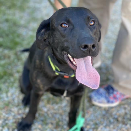 Roxanne - Adopted!