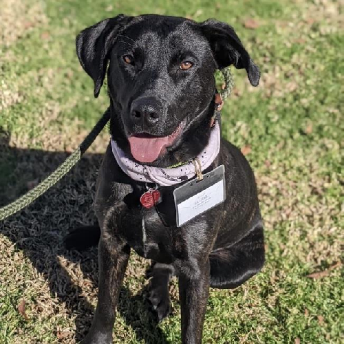 Roxanne - Adopted!