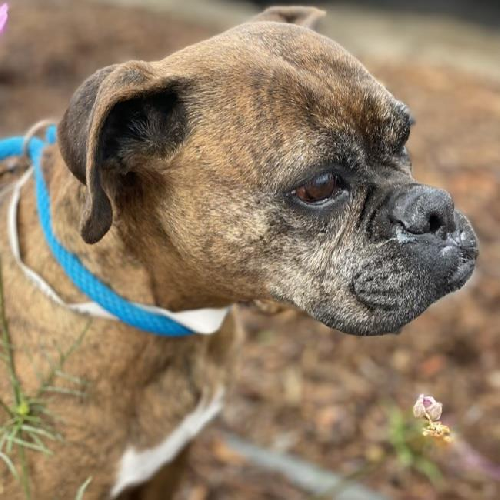Mallie - Adopted!