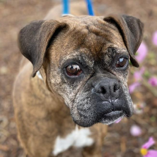 Mallie - Adopted!