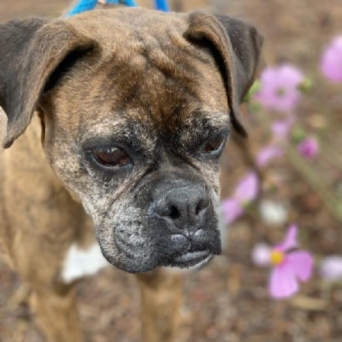 Mallie - Adopted!
