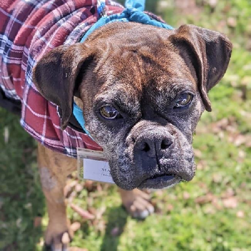 Mallie - Adopted!