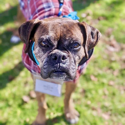 Mallie - Adopted!